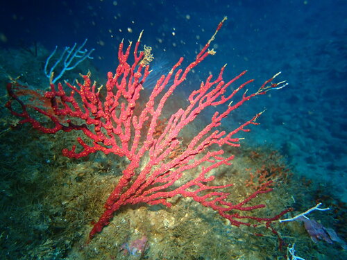 False Coral - Photo (c) planctondiving, some rights reserved (CC BY-NC)