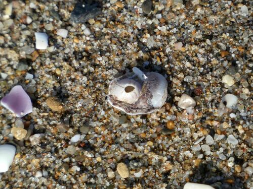 Wrinkled Barnacle - Photo (c) mediambient_ajelprat, some rights reserved (CC BY-NC)