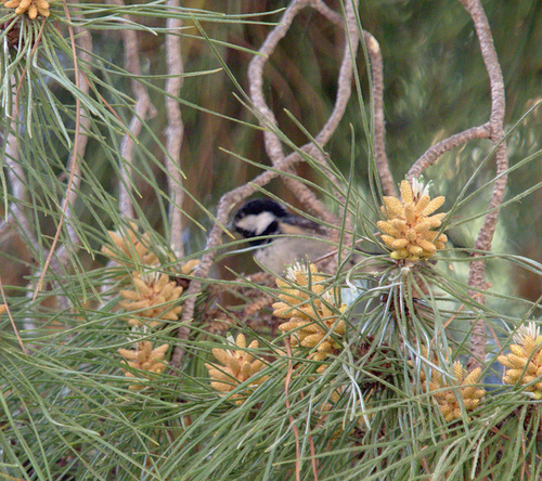 Coal Tit - Photo (c) Jaume Piera, some rights reserved (CC BY-NC)