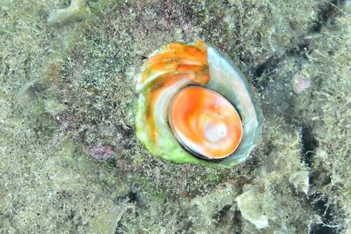 Rough Star Shell - Photo (c) xavi salvador costa, some rights reserved (CC BY-NC)