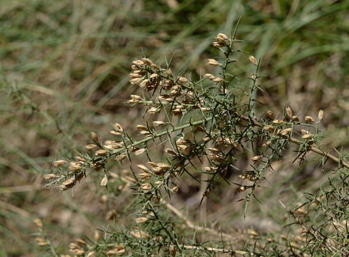 Small-flowered Gorse - Photo (c) Jaume Piera, some rights reserved (CC BY-NC)
