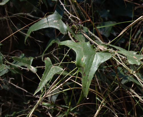 Rough Bindweed - Photo (c) Jaume Piera, some rights reserved (CC BY-NC)