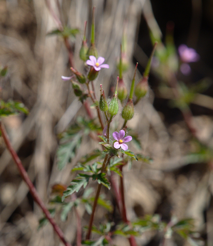 Geraniums and Cranesbills - Photo (c) Jaume Piera, some rights reserved (CC BY-NC)