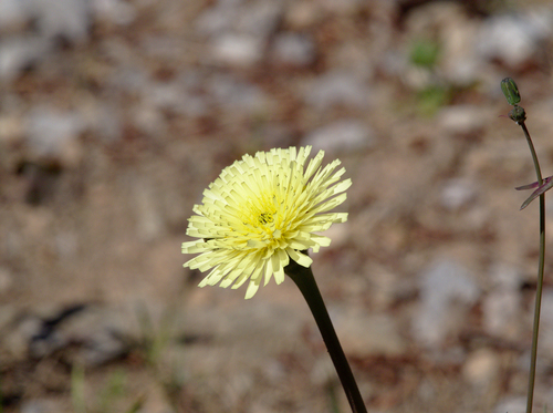 Smooth Golden Fleece - Photo (c) Jaume Piera, some rights reserved (CC BY-NC)