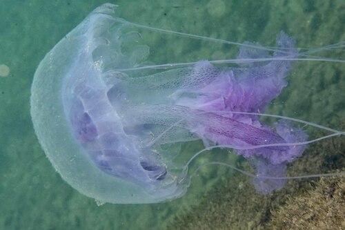 Pelagia noctiluca - Photo (c) xavi salvador costa, some rights reserved (CC BY-NC)