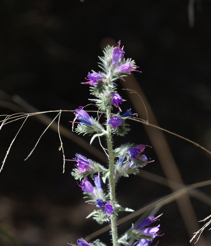 Echium - Photo (c) Jaume Piera, some rights reserved (CC BY-NC)