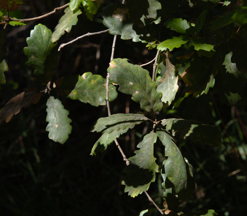 Quercus cerrioides · MINKA
