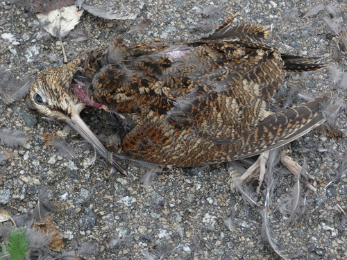 Eurasian Woodcock - Photo (c) mediambient_ajelprat, some rights reserved (CC BY-NC)