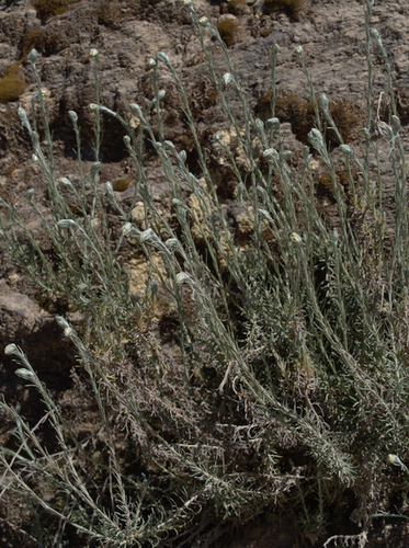 Shrubby Everlasting - Photo (c) Jaume Piera, some rights reserved (CC BY-NC)