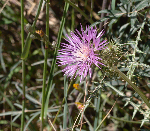 Galactites tomentosa - Photo (c) Jaume Piera, some rights reserved (CC BY-NC)