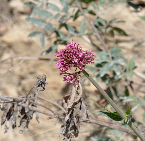 Red Valerian - Photo (c) Jaume Piera, some rights reserved (CC BY-NC)