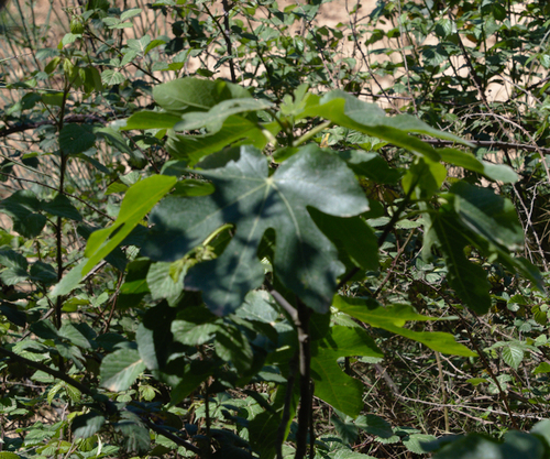 Common Fig - Photo (c) Jaume Piera, some rights reserved (CC BY-NC)