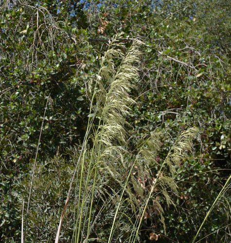 Mauritanian Grass - Photo (c) Jaume Piera, some rights reserved (CC BY-NC)