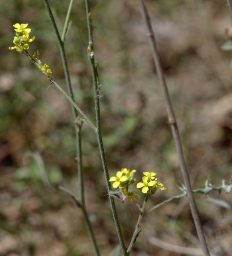 Shortpod Mustard - Photo (c) Jaume Piera, some rights reserved (CC BY-NC)