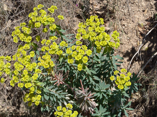 Nice Spurge - Photo (c) Jaume Piera, some rights reserved (CC BY-NC)