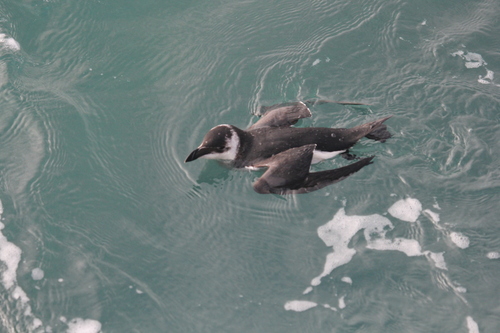 Razorbill - Photo (c) Jesús Coines, some rights reserved (CC BY-NC)