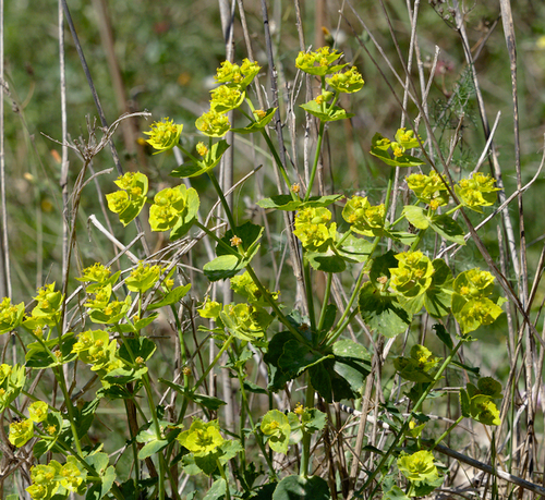 Serrated Spurge - Photo (c) Jaume Piera, some rights reserved (CC BY-NC)