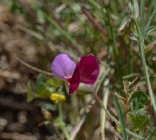 Sweet Peas and Vetchlings - Photo (c) Jaume Piera, some rights reserved (CC BY-NC)