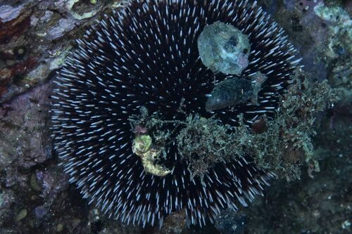 Violet Sea Urchin - Photo (c) xavi salvador costa, some rights reserved (CC BY-NC)