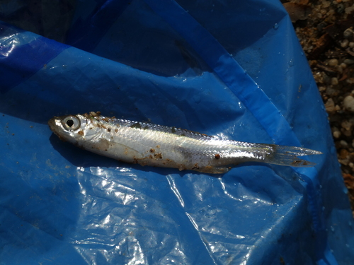 Bleak - Photo (c) mediambient_ajelprat, some rights reserved (CC BY-NC)