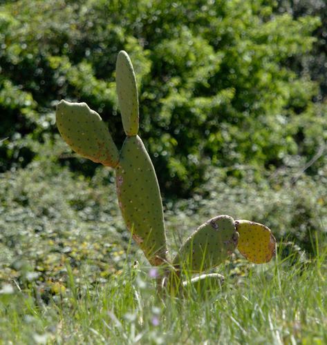 Prickly Pears - Photo (c) Jaume Piera, some rights reserved (CC BY-NC)