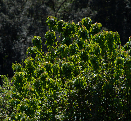 Rose Family - Photo (c) Jaume Piera, some rights reserved (CC BY-NC)