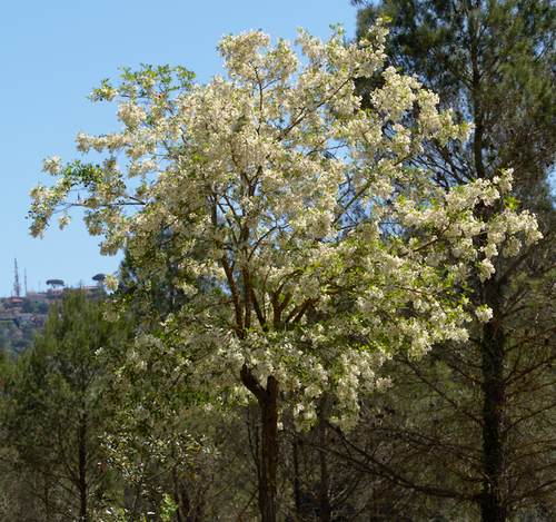 Black Locust - Photo (c) Jaume Piera, some rights reserved (CC BY-NC)