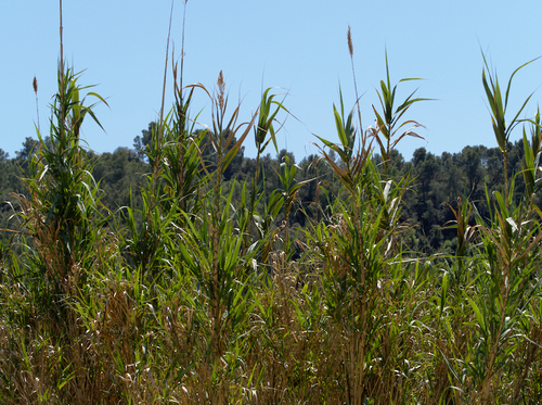 Arundo donax - Photo (c) Jaume Piera, some rights reserved (CC BY-NC)