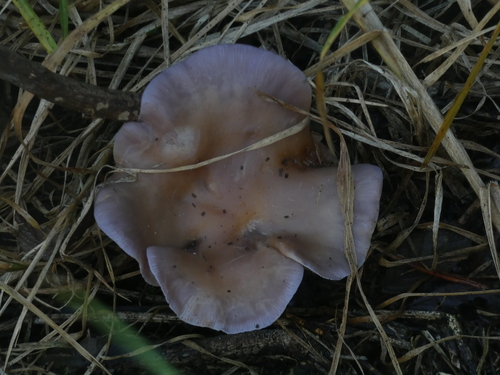 Sordid Blewit - Photo (c) mediambient_ajelprat, some rights reserved (CC BY-NC)