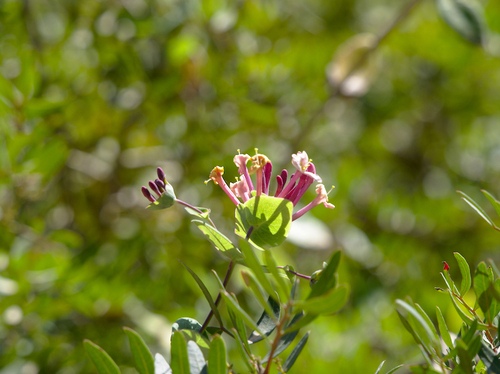 Honeysuckles - Photo (c) Jaume Piera, some rights reserved (CC BY-NC)