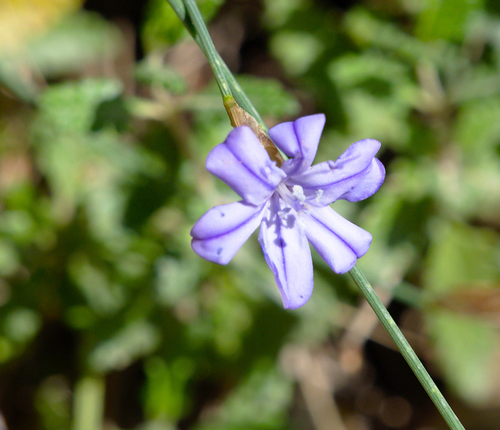 Blue Aphyllanthes - Photo (c) Jaume Piera, some rights reserved (CC BY-NC)