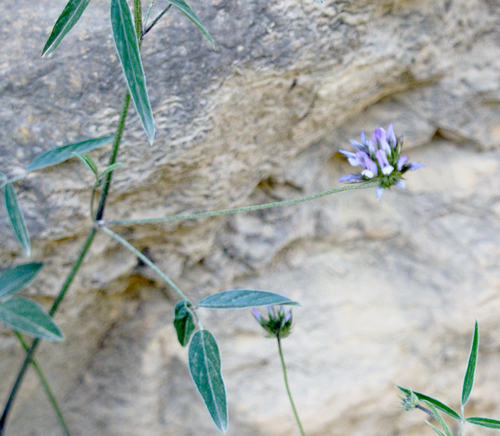 Arabian Pea - Photo (c) Jaume Piera, some rights reserved (CC BY-NC)