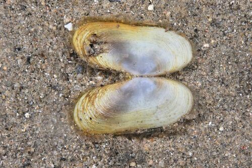 Gaper Clams - Photo (c) xavi salvador costa, some rights reserved (CC BY-NC)