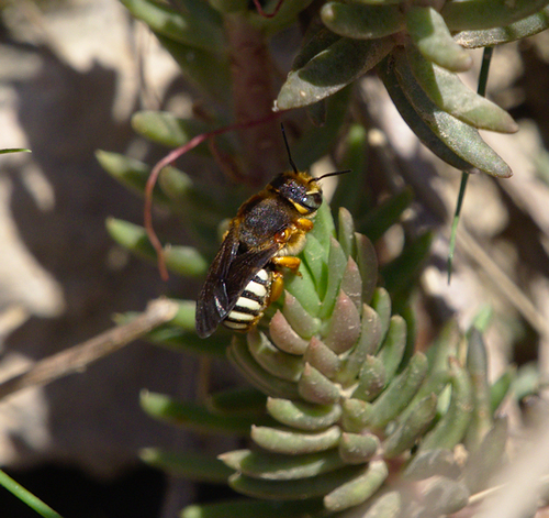 Seven-toothed Red-Resin Bee - Photo (c) Jaume Piera, some rights reserved (CC BY-NC)