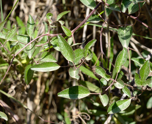 Fragrant Virgin's-Bower - Photo (c) Jaume Piera, some rights reserved (CC BY-NC)