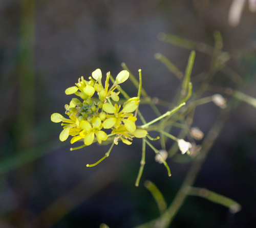 Watercress-leaved Rocket - Photo (c) Jaume Piera, some rights reserved (CC BY-NC)