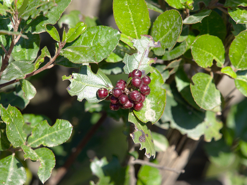 Mediterranean Buckthorn - Photo (c) Jaume Piera, some rights reserved (CC BY-NC)