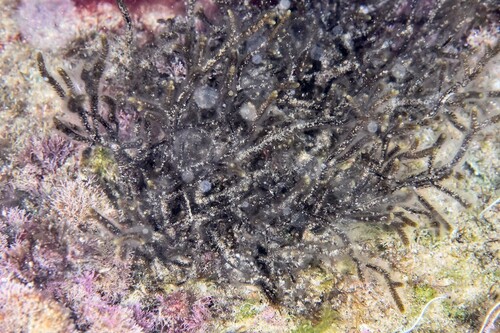 Cladostephus spongiosus - Photo (c) xavi salvador costa, some rights reserved (CC BY-NC)