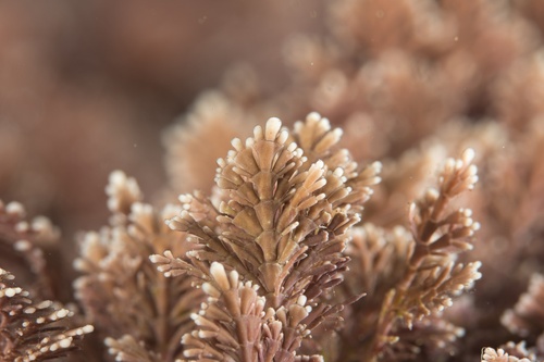 Coralline Red Algae - Photo (c) Romu, some rights reserved (CC BY-NC)