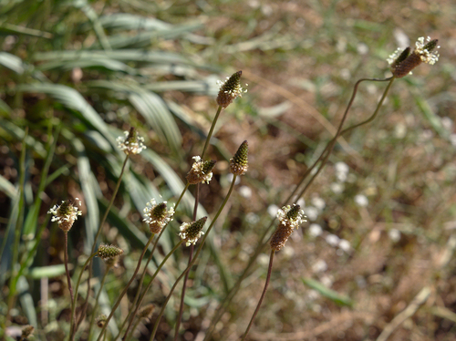 Ribwort Plantain - Photo (c) Jaume Piera, some rights reserved (CC BY-NC)