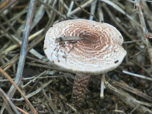 Lepiota - Photo (c) mediambient_ajelprat, some rights reserved (CC BY-NC)