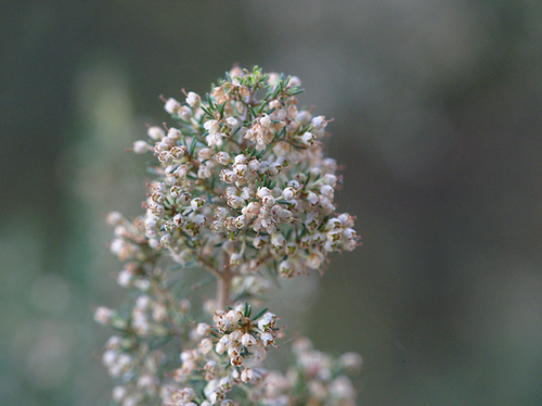 Heaths - Photo (c) Jaume Piera, some rights reserved (CC BY-NC)