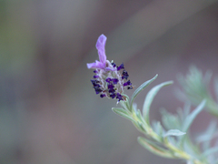 Topped Lavender - Photo (c) Jaume Piera, some rights reserved (CC BY-NC)