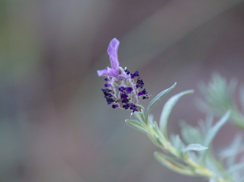 Lavenders - Photo (c) Jaume Piera, some rights reserved (CC BY-NC)