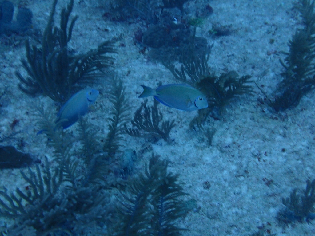 Grey Doctorfish - Photo (c) Berta Companys Oliva, some rights reserved (CC BY-NC)