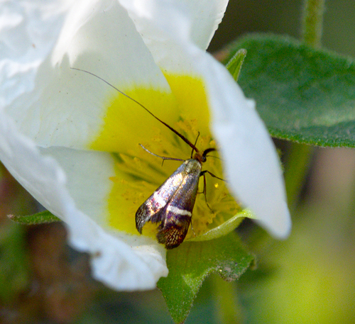 New Zealand Eagle Ray - Photo (c) Jaume Piera, some rights reserved (CC BY-NC)