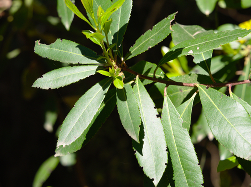 Strawberry Tree - Photo (c) Jaume Piera, some rights reserved (CC BY-NC)