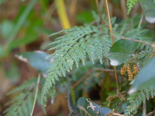 Black Spleenwort - Photo (c) Jaume Piera, some rights reserved (CC BY-NC)