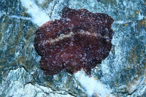 Carpet Flatworm - Photo (c) xavi salvador costa, some rights reserved (CC BY-NC)