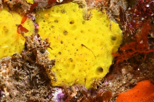 Aplysilla sulfurea - Photo (c) xavi salvador costa, some rights reserved (CC BY-NC)